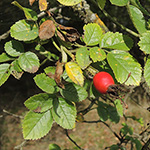 Rosa rubiginosa - Wein-Rose
