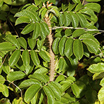 Rosa rugosa - Kartoffel-Rose