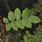 Rosa spinosissima - Bibernell-Rose