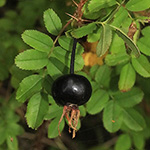 Rosa spinosissima - Bibernell-Rose