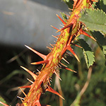 Rosa spinosissima - Bibernell-Rose