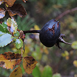 Rosa spinosissima - Bibernell-Rose