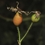 Rosa tomentosa - Filz-Rose