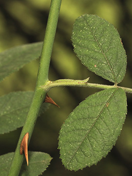 Rosa tomentosa