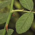 Rosa tomentosa - Filz-Rose