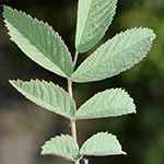 Rosa villosa - Apfel-Rose