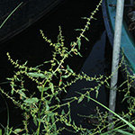 Rumex conglomeratus - Knäuel-Ampfer