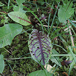 Rumex sanguineus - Blut-Ampfer