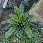 Rumex sanguineus - Blut-Ampfer