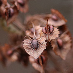 Rumex stenophyllus - Schmalblättriger Ampfer