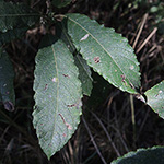 Salix ×multinervis - Vielnervige Weide