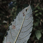 Salix ×multinervis - Vielnervige Weide