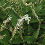 Saururus cernuus - Amerikanischer Molchschwanz