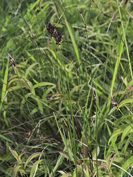 Schoenus nigricans