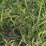 Schoenus nigricans - Schwarzes Kopfried