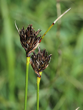 Schoenus nigricans