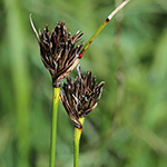 Schoenus nigricans - Schwarzes Kopfried