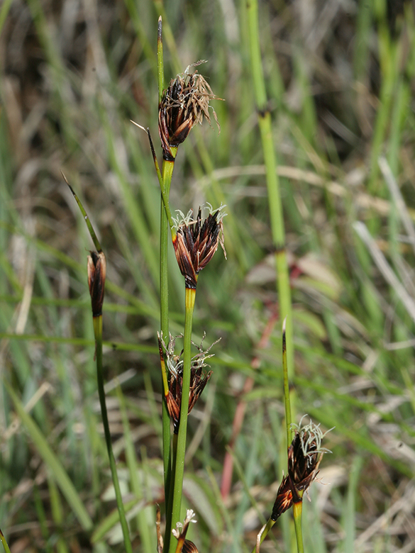 Schoenus nigricans