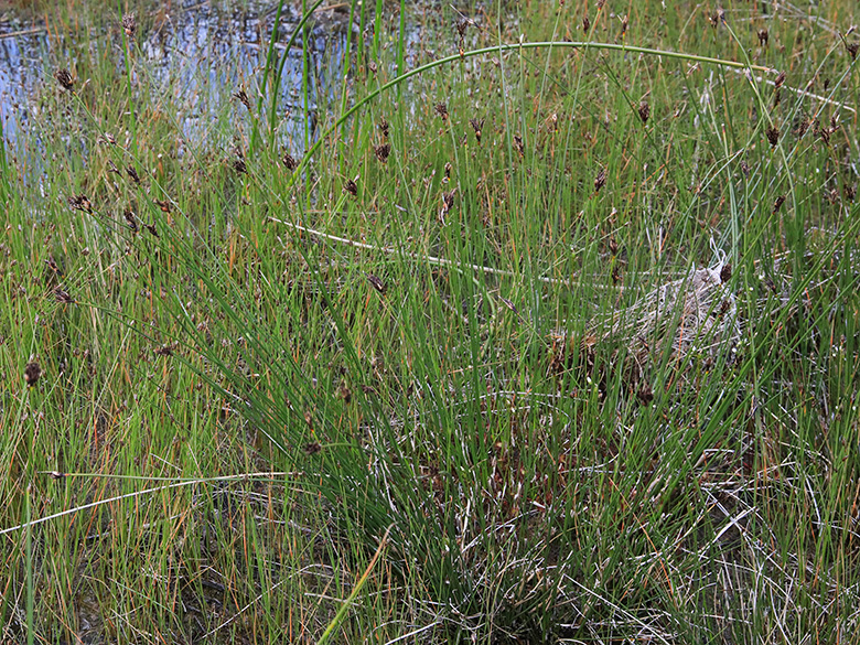 Schoenus nigricans