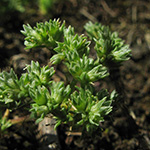 Scleranthus polycarpos