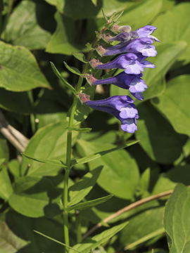 Scutellaria hastifolia