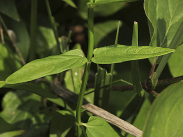 Scutellaria hastifolia