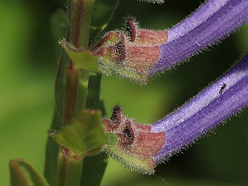 Scutellaria hastifolia