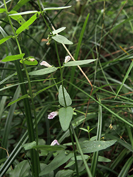 Scutellaria minor