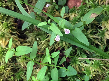 Scutellaria minor