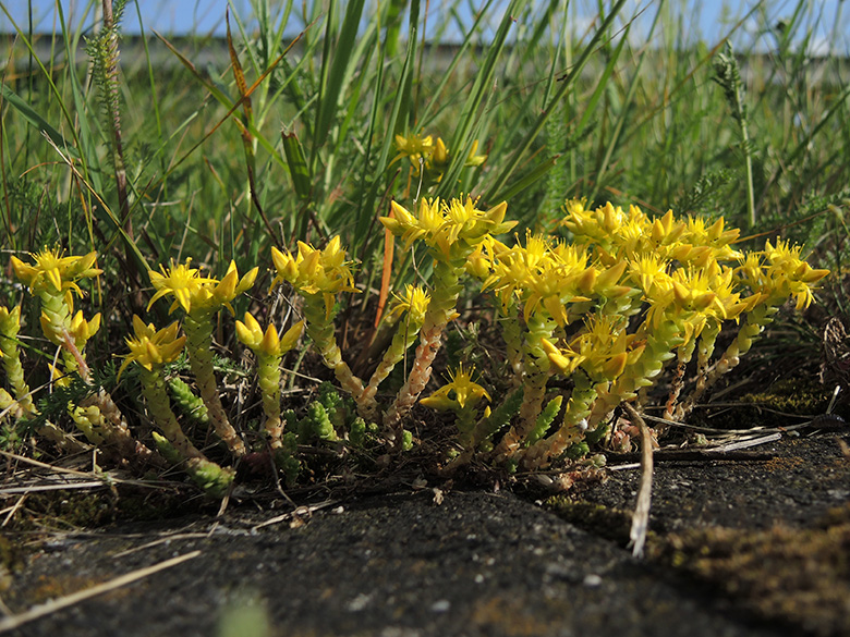 Sedum acre