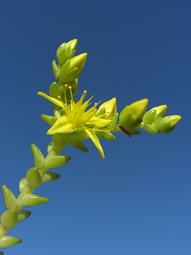 Sedum acre