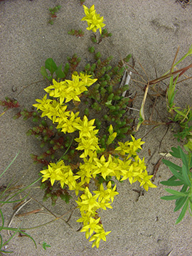 Sedum acre