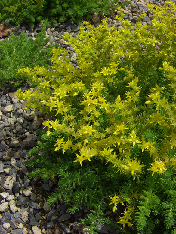 Sedum sexangulare