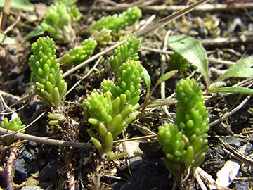 Sedum sexangulare
