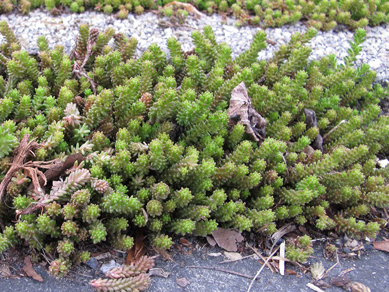 Sedum sexangulare