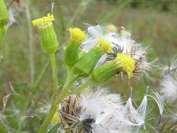 Senecio sylvaticus