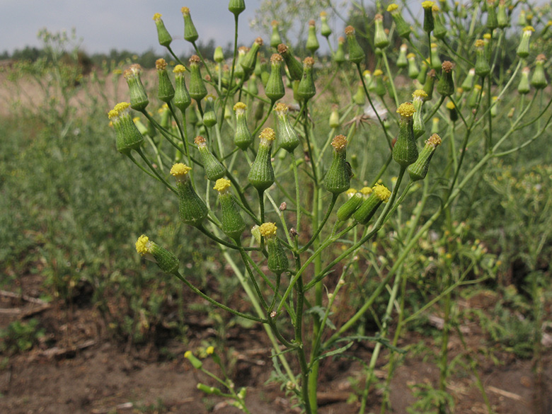 Senecio sylvaticus