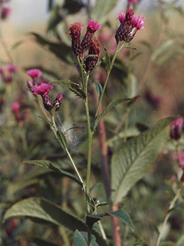 Serratula tinctoria