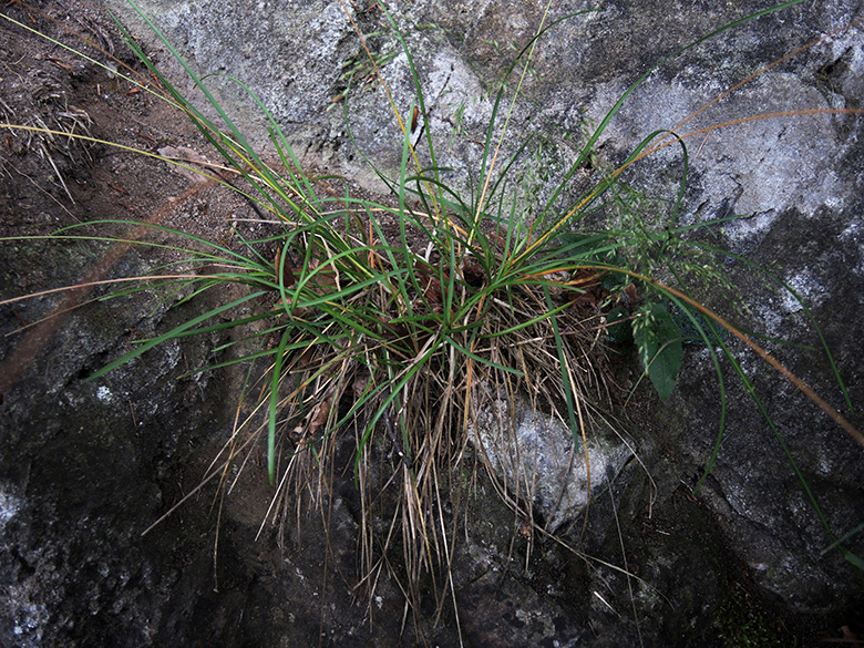 Sesleria caerulea