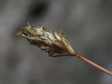Sesleria caerulea