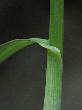 Sesleria caerulea