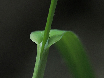 Sesleria caerulea