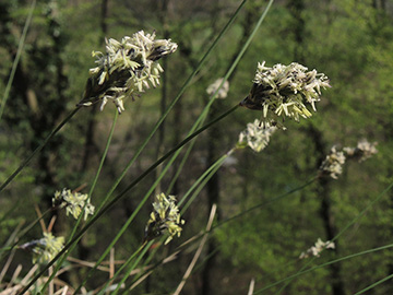 Sesleria caerulea