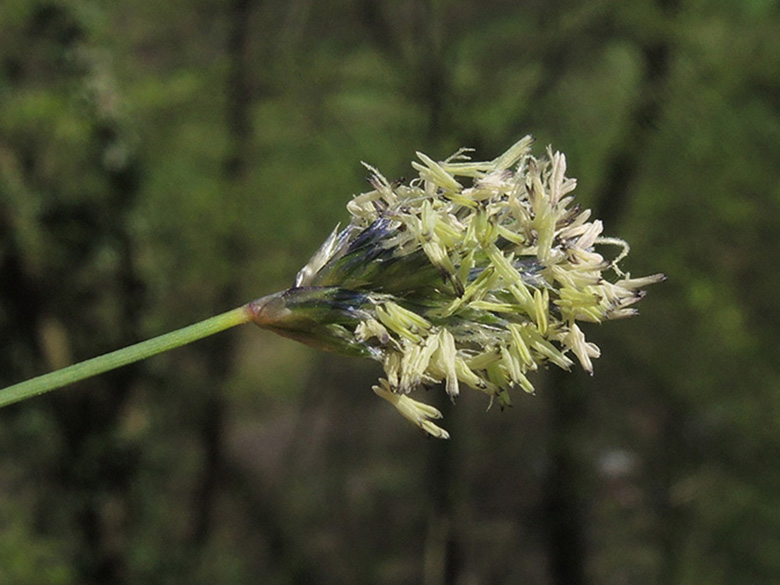 Sesleria caerulea