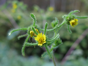 Sigesbeckia serrata