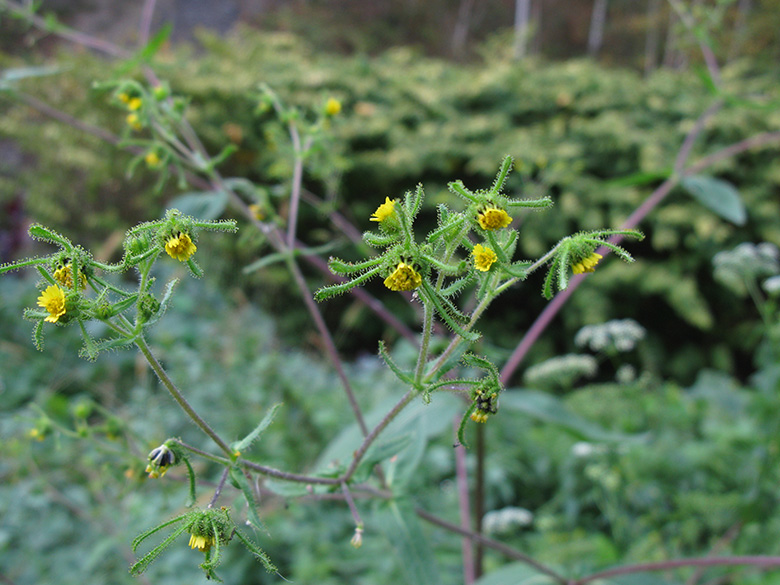 Sigesbeckia serrata