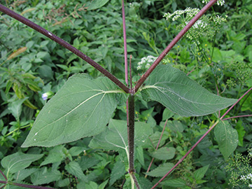 Sigesbeckia serrata