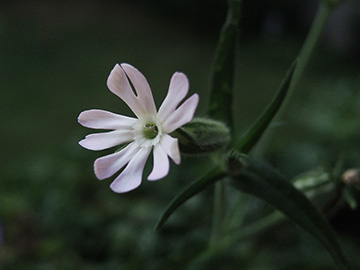 Silene noctiflora