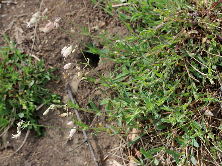 Silene vulgaris humilis