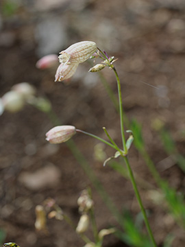 Silene vulgaris humilis